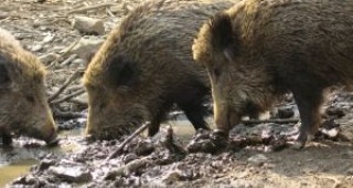 Откриха вирус на класическа чума по свинете при умряло диво прасе в община Тутракан