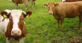 Състояние на млечното животновъдство и възможности за подпомагане