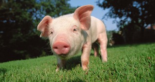 362 животновъди договарят втори транш за хуманно отношение към свине и птици