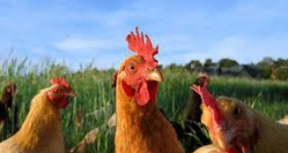 Македония спира вноса на птиче месо от България