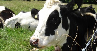 Националният съюз на говедовъдите настоява за обществено обсъждане на Схемата за подпомагане на малките стопанства