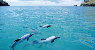 Най-редкият вид делфини е пред изчезване