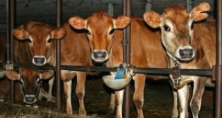 Млекопроизводителите получават субсидии до края на годината