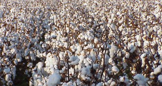 От понеделник ДФЗ започва прием на заявления за подпомагане на памукопроизводителите