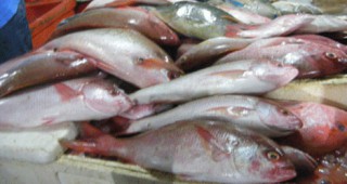 С около 50% е нараснал износа на риба и рибни продукти от България за трети страни