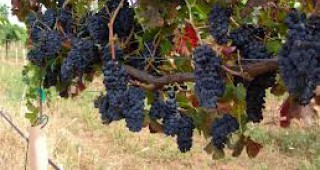 Министър Грудев ще открие гроздобера в село Черногорово