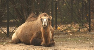 Затворен е зоопарка в София