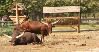 Смъртността на животните в Зоологическа градина в София не е причинена от болестта син език
