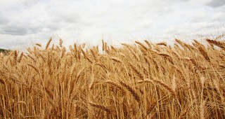 Световният баланс на пшеницата става по-тежък