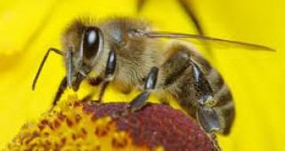 На 1 септември приключва приемът на документи за плащане по пчеларската програма