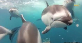 Ултразвук ще държи настрани делфините от рибарските мрежи край Каварна и Калиакра