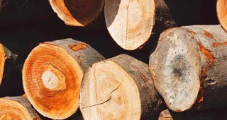Един от приоритетите на МЗХ е ограничаването на незаконната сеч на дървесина
