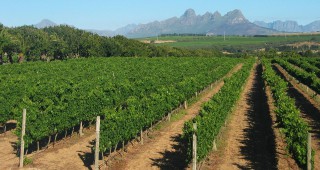 Годишно се отпускат по 26 млн. евро по лозаро-винарската програма
