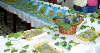 Институтът по лозарство и винарство представи три нови сорта грозде