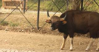 Починал е и един бизон в столичния зоопарк