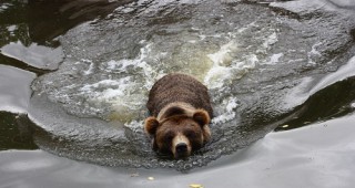В Родопите има около 150 мечки