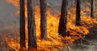 Наблюдателна кула ще съобщава за горски пожари в община Асеновград