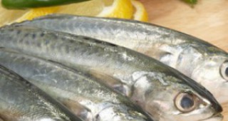 Стартира Промоционална кампания на риба и рибни продукти в община Белослав
