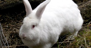 Породи зайци - характеристики и кръстоски
