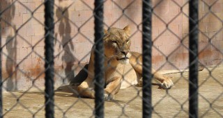Зоопаркът във Варна получи лиценз от МОСВ