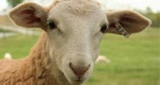 Въвеждат нови правила по обвързаната подкрепа за животновъдите от 2017-та година