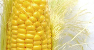 73,4 милиона тона царевица ще ожънат европейските стопани тази есен