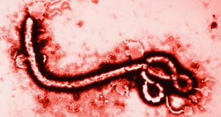 Риск от недостиг на храна заради вируса Ебола