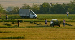 29% от работещото население в Румъния е заето в агросектора
