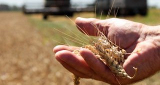 Русия няма да ограничива експорта на зърно