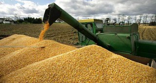 Спад в цените на фуражната пшеница, по-скъп слънчоглед
