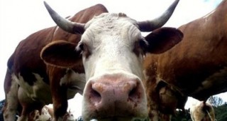 Бал с крави ще се проведе на Бохинското езеро