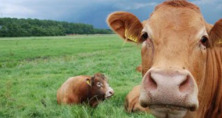 Бал с крави ще се проведе днес на Бохинското езеро