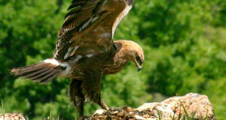 Проведе се втора среща на Надзорната група по проект Опазване на ключови горски местообитания на малкия креслив орел в България
