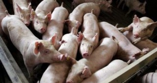 ЕК разширява зоните под карантина заради Африканската чума по свинете