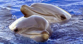 В Япония отново ловят делфини