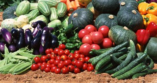 Фонд Земеделие приема заявления за компенсации на засегнатите от руското ембарго за необрана и изтеглена от пазара продукция