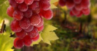 Фестивал на гроздето ще се проведе днес в Испания