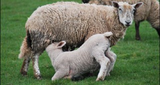 УС на ДФЗ отпусна 4 650 000 лв. за изхранване на овце-майки по държавна помощ de minimis