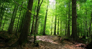 Зам.-министър Костов представи пред екологичните организации предприетите мерки за по-ефективно управление в горите