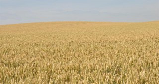 Близо 16 милиона тона пшеница ще изнесе Украйна през новата стопанска година