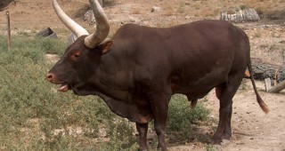 Фестивал на красивия бик ще се проведе в Антон Панама