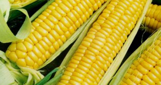 ЕК даде лиценз за два нови сорта царевица