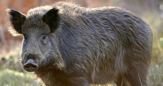 Открива се ловът на дива свиня в събота 4 октомври