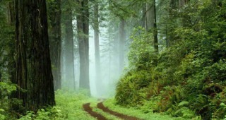 Площта на горите се увеличава, не намаляват и вековните гори