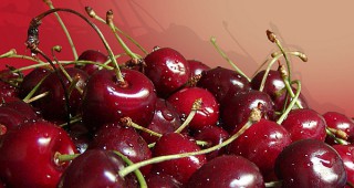Български сортове череши и малини ще се отглеждат в Китай