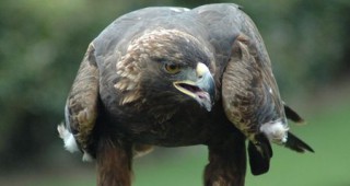 Стартира интернет-страница на проекта Живот за царския орел