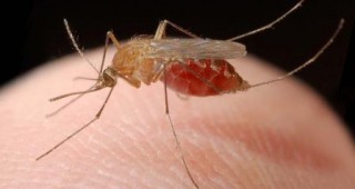 Пръскат против комари в Стара Загора, Памукчии и Маджерито