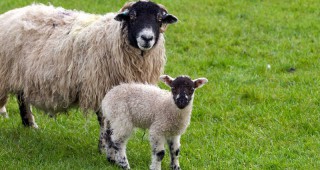 На 01 октомври 2014 г. изтича срокът за прием на заявления за предоставяне на минимална помощ de minimis за изхранване на овце - майки през 2014 г.