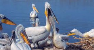 Гнездовият период на къдроглавия пеликан в ПР Сребърна премина успешно
