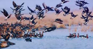 Фотоизложбата Пътят на червеногушите гъски – от Сибир до България се открива в Шабла